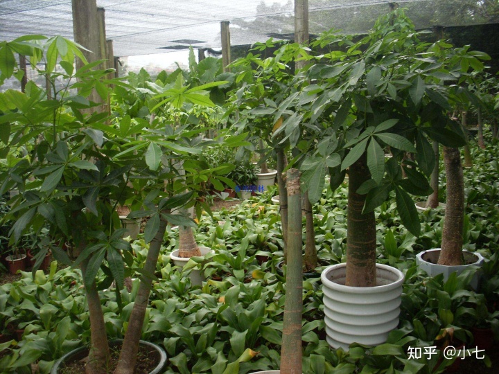 阳台种什么树最旺风水耐旱_阳台种草莓风水好不好_阳台种蔷薇风水好吗