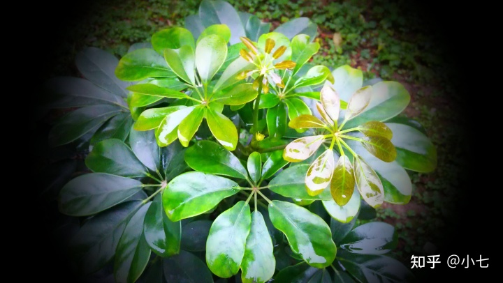 阳台种什么树最旺风水耐旱_阳台种草莓风水好不好_阳台种蔷薇风水好吗