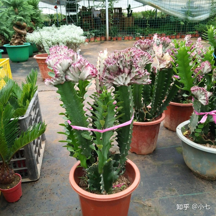 阳台种蔷薇风水好吗_阳台种草莓风水好不好_阳台种什么树最旺风水耐旱