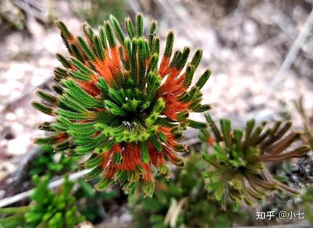 阳台种草莓风水好不好_阳台种蔷薇风水好吗_阳台种什么树最旺风水耐旱