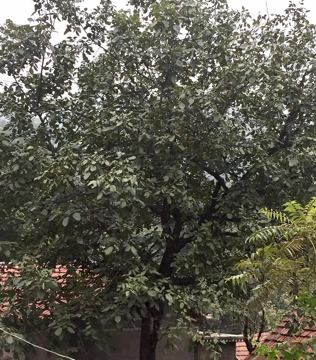 院子大门有什么风水讲究_住宅大门对大门风水_大门对着树风水上有何讲究