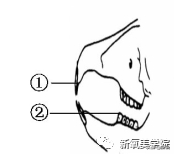 辨识度美人里的大嘴美人，你知道吗？（二）