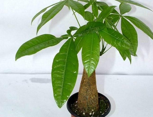 十大客厅风水植物有发财树、平安树、金钱树