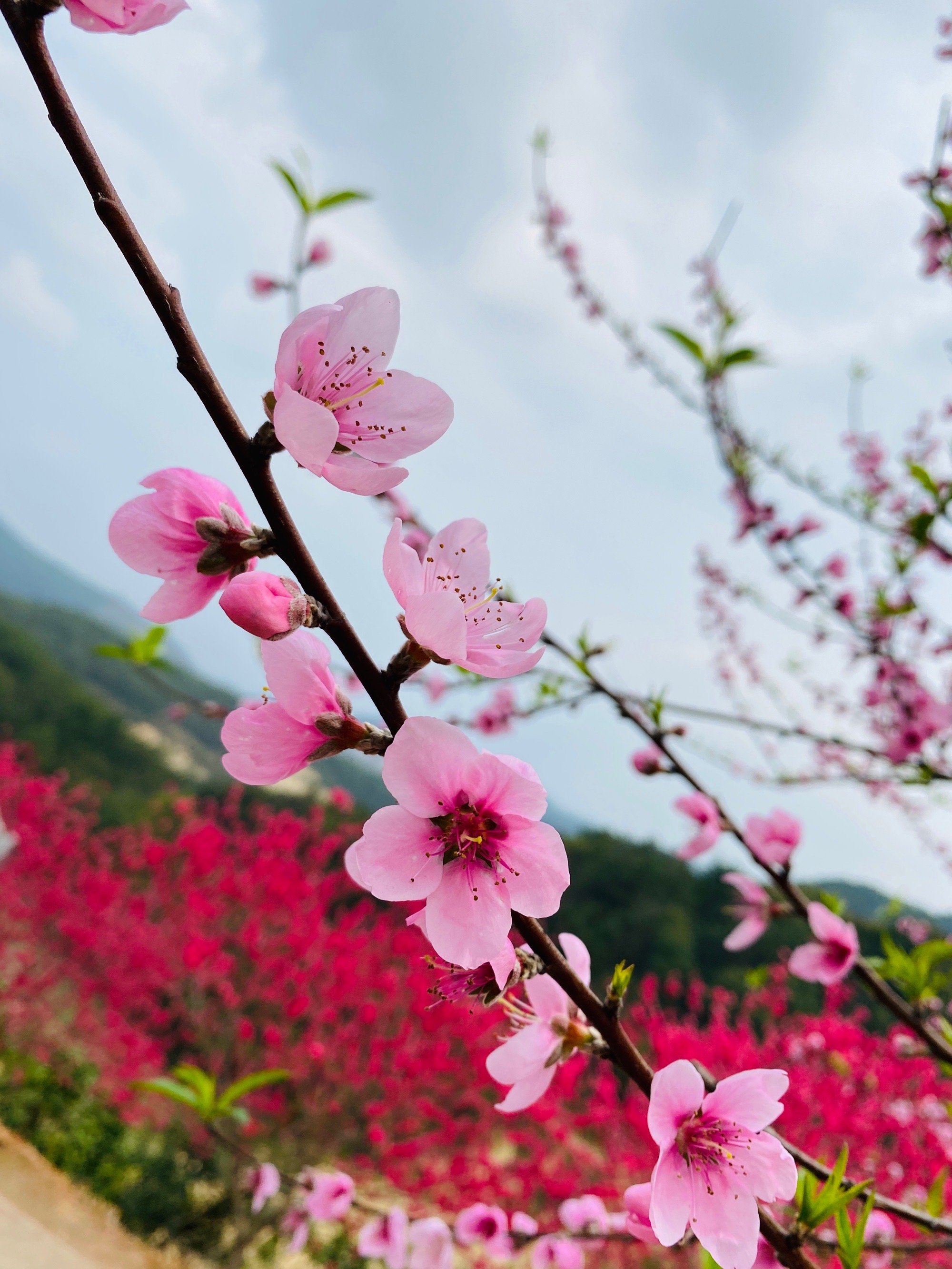 方嘴者走四方吃四方，财运桃花运低的优势