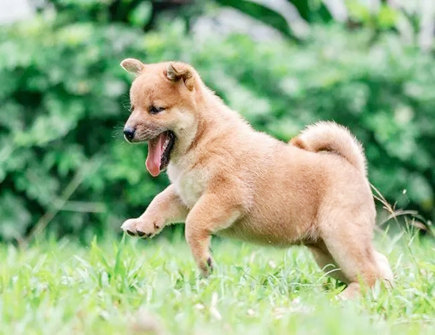 农村犬室方位风水的知识，狗养门口影响风水