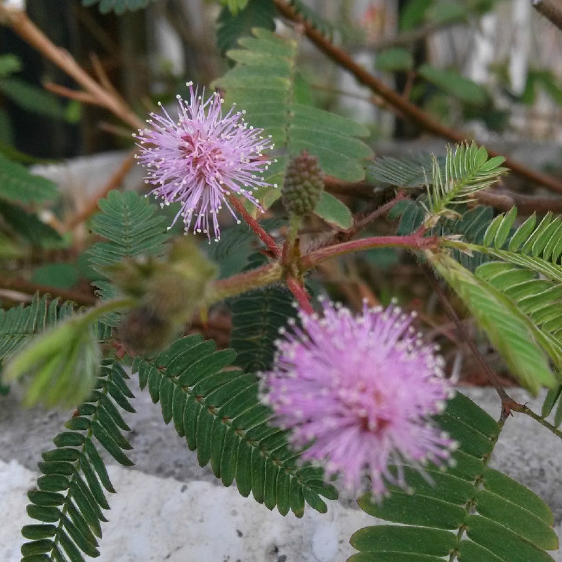 慈世堂：家里万万不要摆放这4种植物