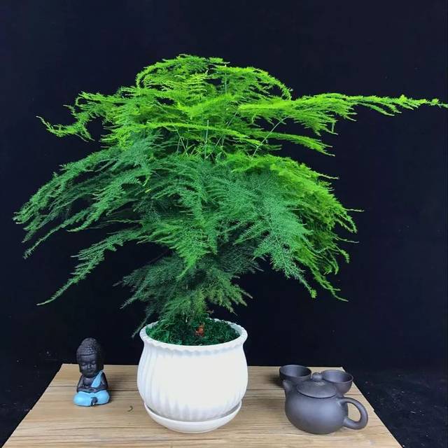 观叶植物耐阴性特别强，你家里适合养些啥？