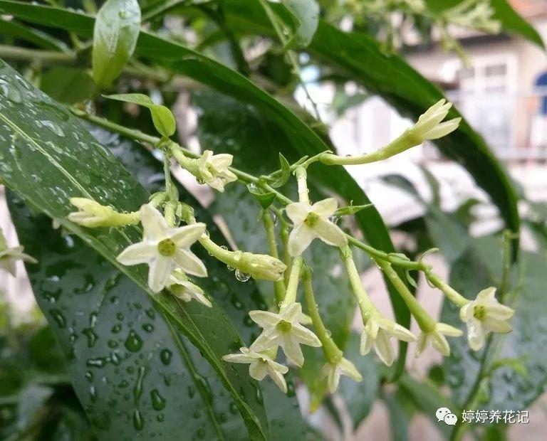 阳台最好不要放这三种花，小心走霉运