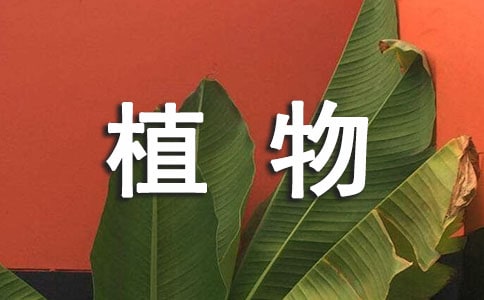 客厅适合养什么植物