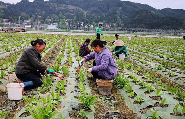 农村公路门前栽树好不好？好处要大于坏处