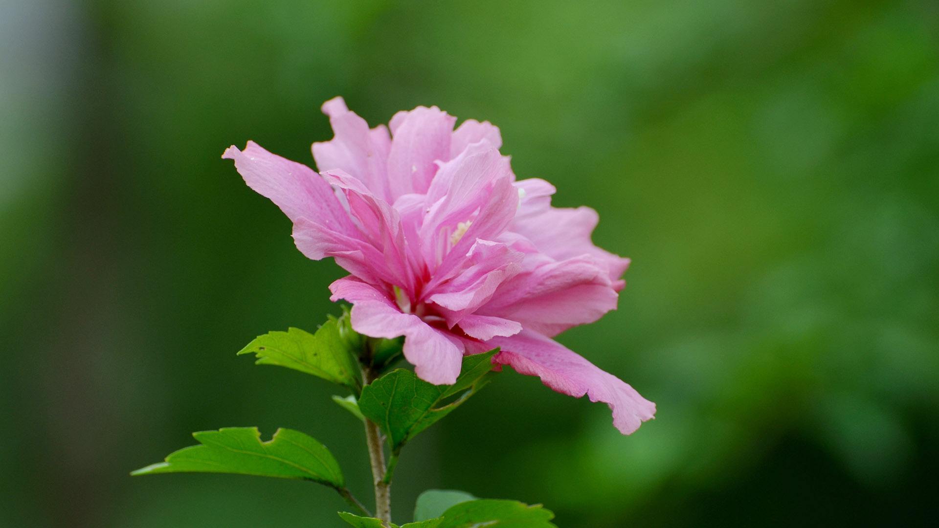 菩萨送的孩子在面相上有什么独特的地方？