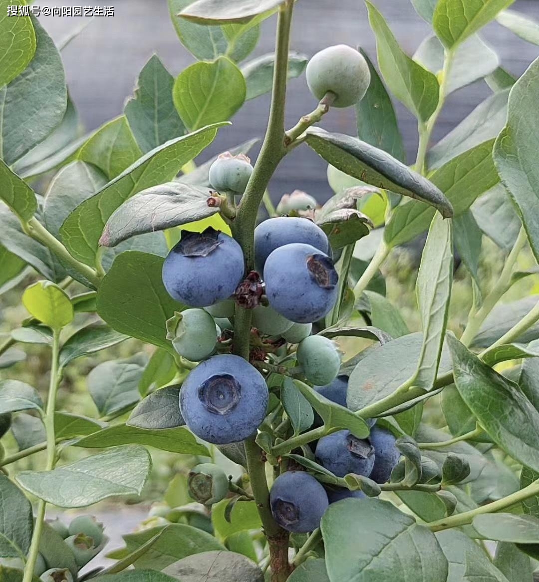 阳台养花种菜，甚至可以种植水果，还可以在刚的房子