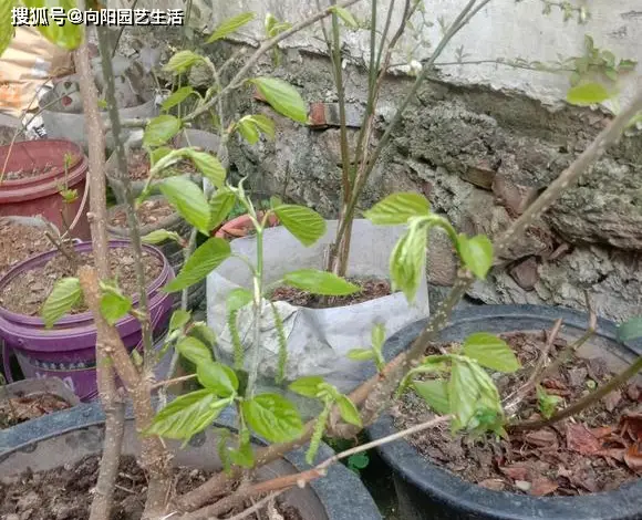 阳台养花种菜，甚至可以种植水果，还可以在刚的房子