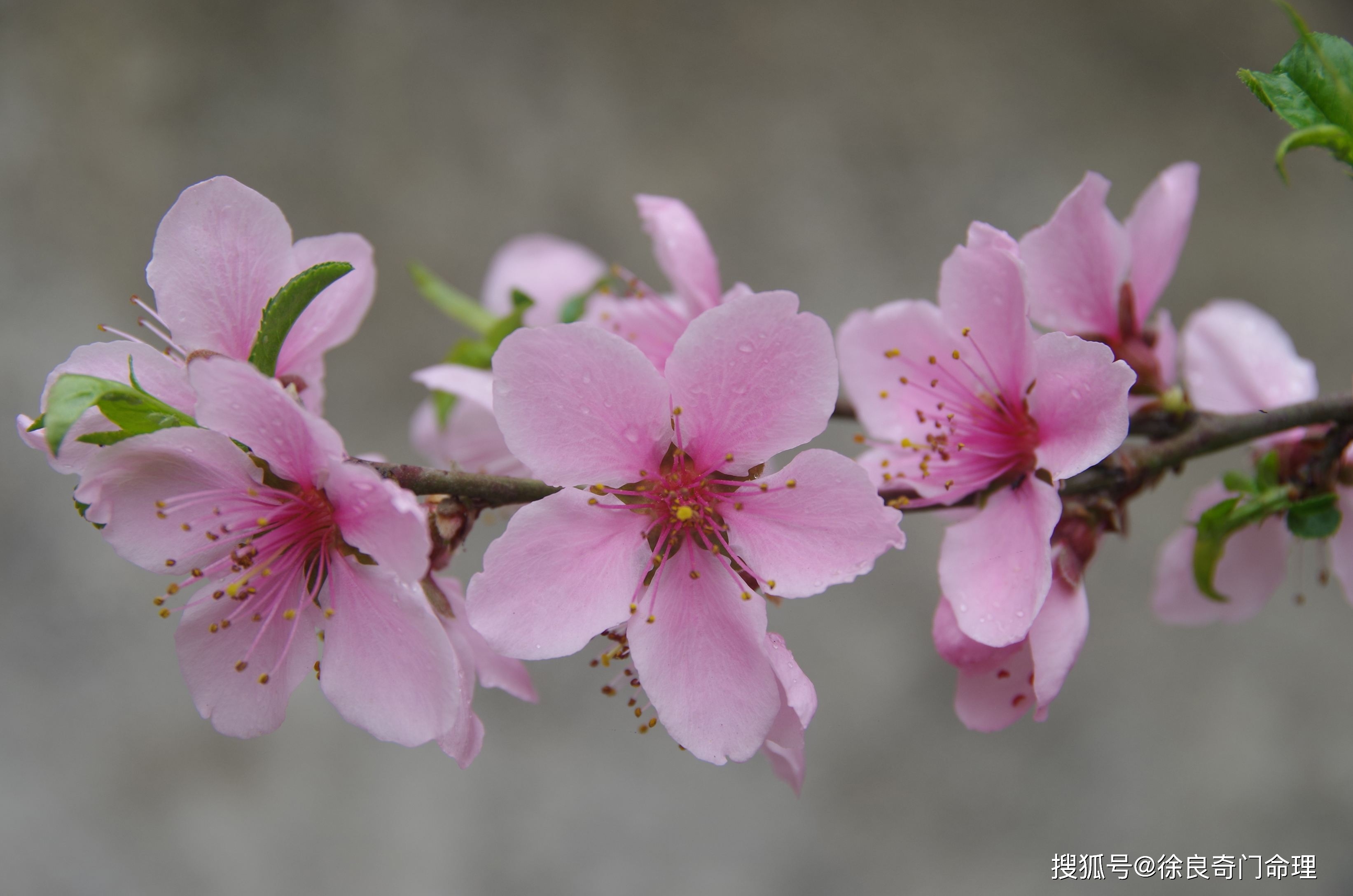 日柱正印男命 什么意思十大败类是古代占星家认为的极其凶猛的神灵