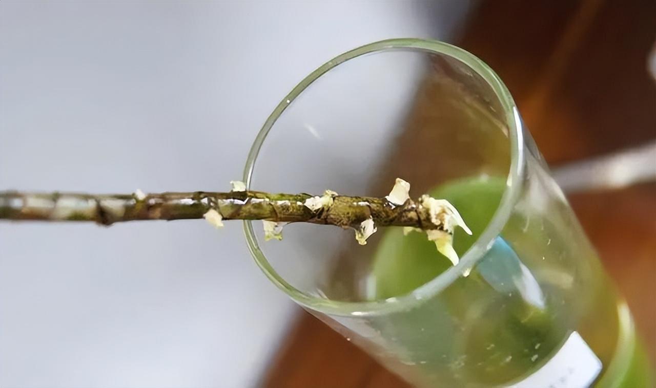 卧室盆景植物的选择：小巧、干净、生命力强