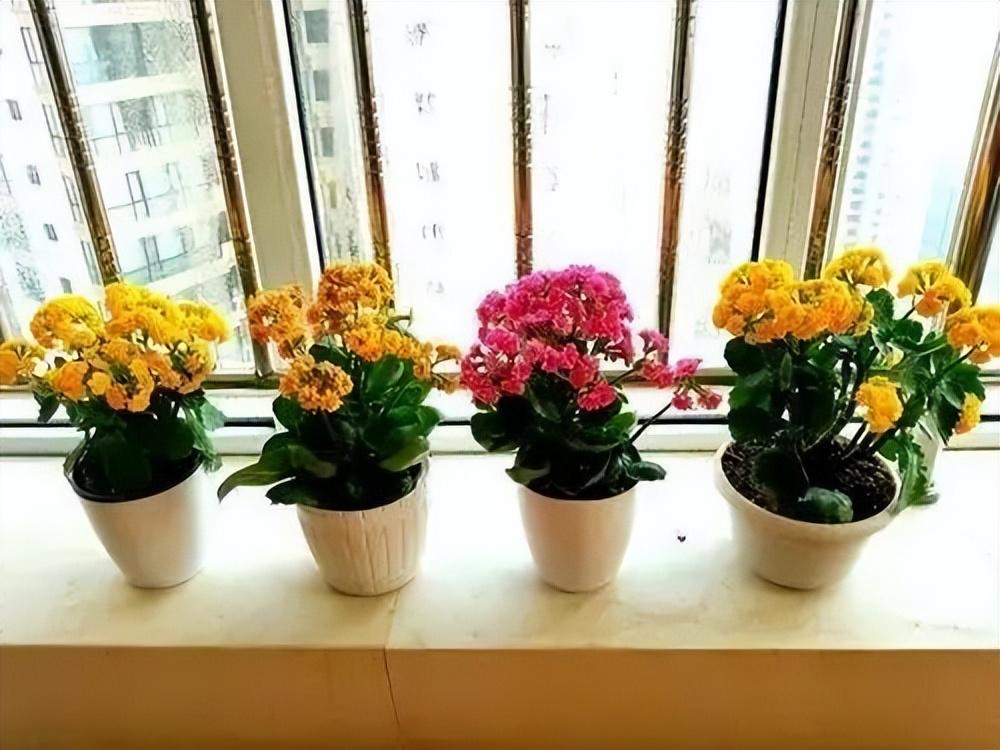 卧室盆景植物的选择：小巧、干净、生命力强