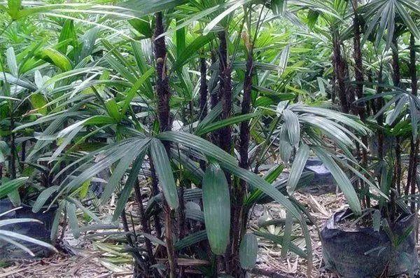 镇宅招财的 8 种霸气植物，你家有吗？