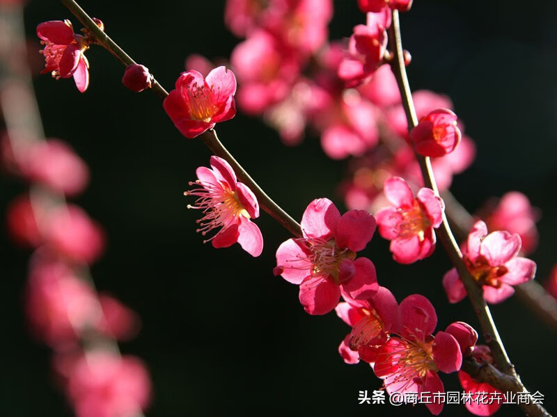 梅花挂客厅好吗？风水学与民间说法大揭秘