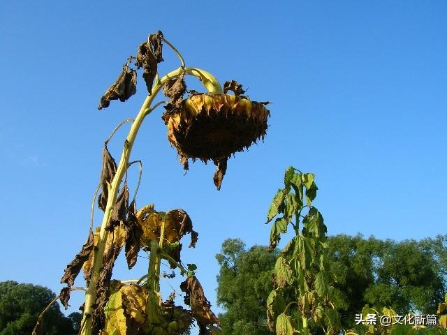 天干地支：探秘其排序所蕴含的万事万物生长全过程